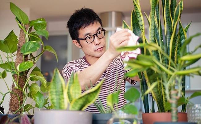 Understanding And Addressing Pest And Disease Problems Of Indoor Plants